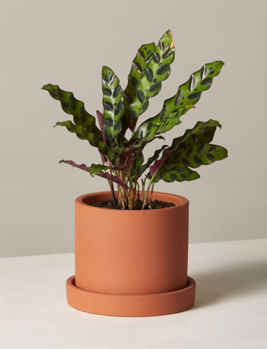 product_plants_15_1